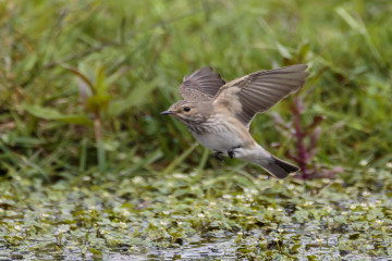 Can You Spot the Spotted Flycatcher